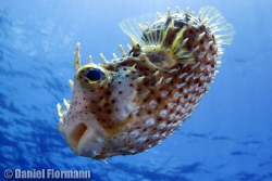 puffer fish by Daniel Flormann 
